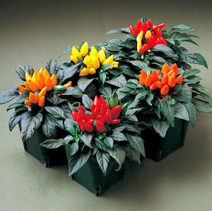 بذر فلفل تزینی 